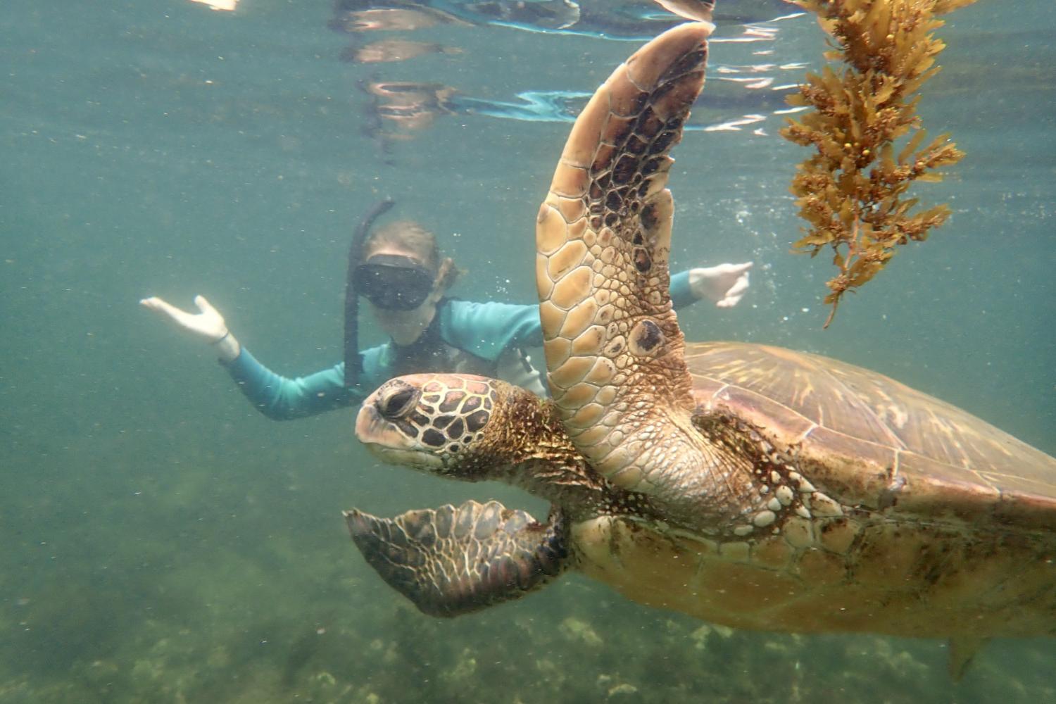 一名<a href='http://jfllem.femdomcenter.com'>全球十大赌钱排行app</a>学生在Galápagos群岛游学途中与一只巨龟游泳.